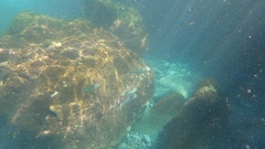 Dicentrarchus labrax