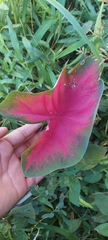 Caladium bicolor