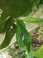 Oxycerini