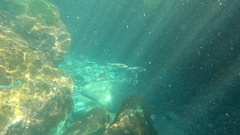 Dicentrarchus labrax