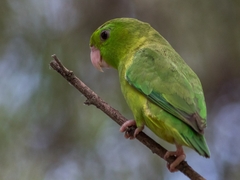 Forpus conspicillatus