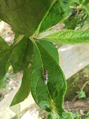 Oxycerini