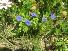 Anagallis