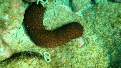 Holothuria sanctori