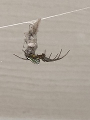 Mecynogea lemniscata