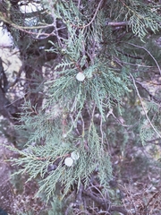 Juniperus excelsa