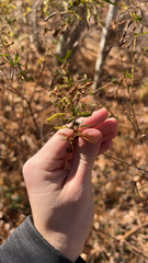 Hypericum prolificum