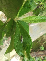 Oxycerini