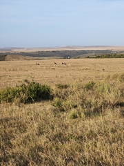 Damaliscus pygargus pygargus