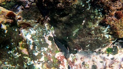 Ophioblennius atlanticus