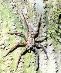 Heteropoda jugulans