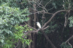 Pilherodius pileatus