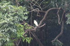 Pilherodius pileatus