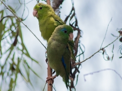 Forpus conspicillatus