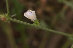 Cichorium