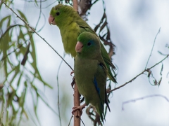 Forpus conspicillatus