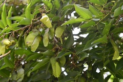 Lonchocarpus sumiderensis