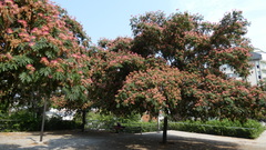 Albizia julibrissin