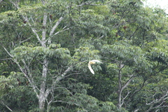 Pilherodius pileatus