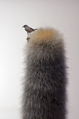 Muscisaxicola rufivertex