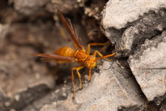 Polistes wattii