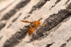 Polistes wattii