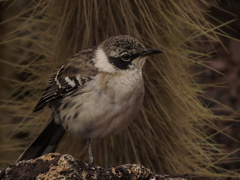 Mimus parvulus parvulus