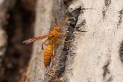 Polistes wattii