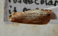 Notocelia rosaecolana