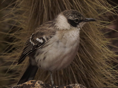 Mimus parvulus parvulus
