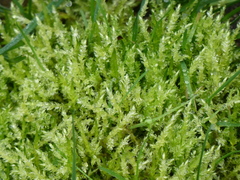Calliergonella cuspidata