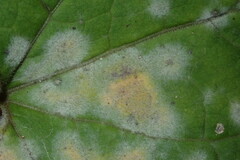 Erysiphe cruciferarum