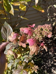 Hydrangea paniculata