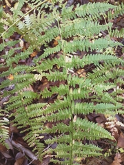 Pteridium tauricum