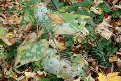 Erysiphe cruciferarum