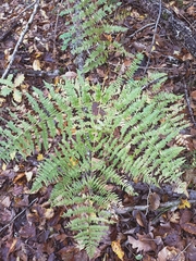 Pteridium tauricum
