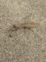 Tenodera