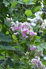 Ramirezella penduliflora