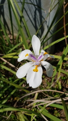 Dietes grandiflora