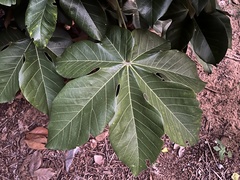 Sterculia apetala