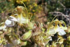 Teucrium flavum