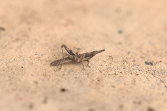 Pyrgomorphidae