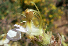 Teucrium flavum