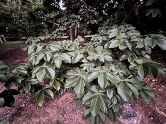 Sterculia apetala