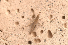 Pyrgomorphidae