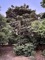 Sterculia apetala