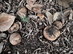 Sterculia apetala