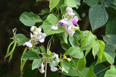 Ramirezella penduliflora