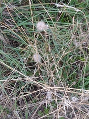 Trifolium angustifolium