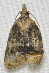Platynota flavedana